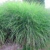 Miscanthus Gracillimus